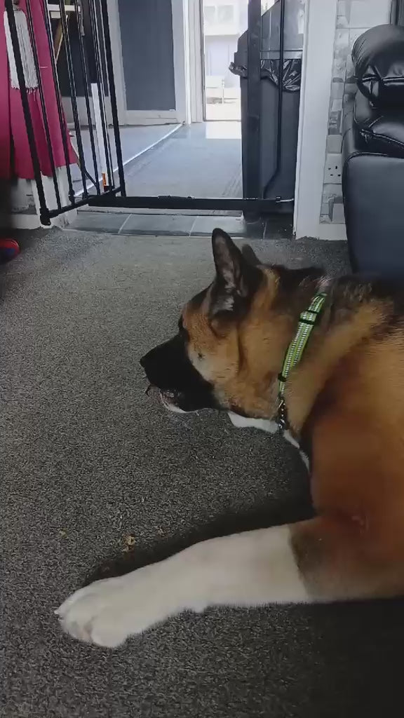 american akita eating a lamb testicle natural treat