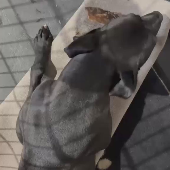 A foster Lurcher cross dog eating a Natural Beef Moon Bone dog chew 