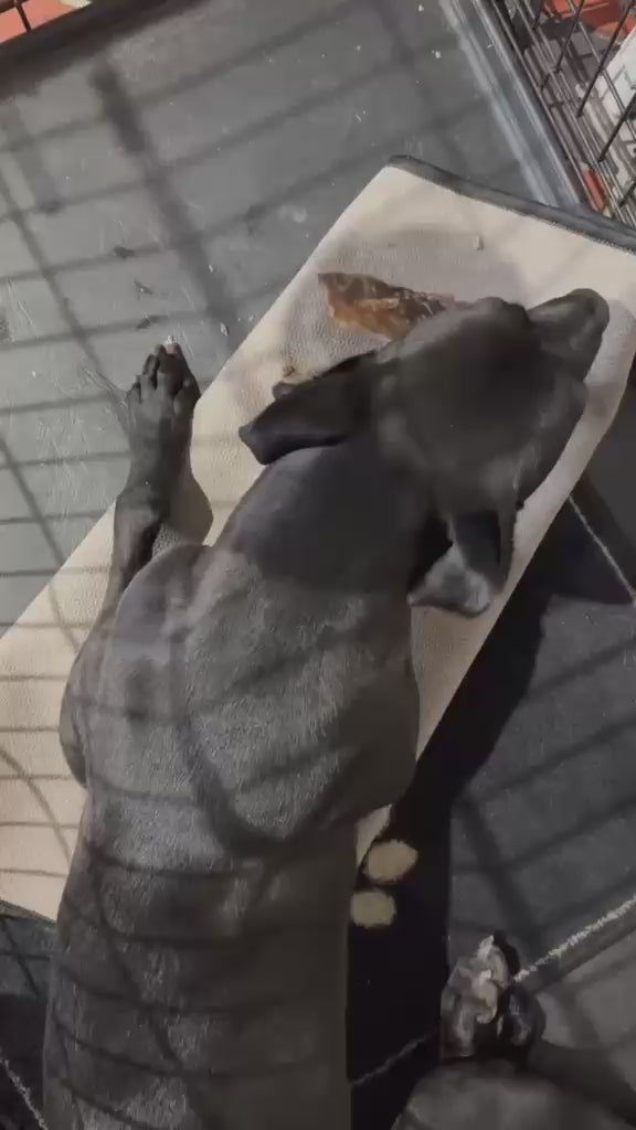 A foster Lurcher cross dog eating a Natural Beef Moon Bone dog chew 