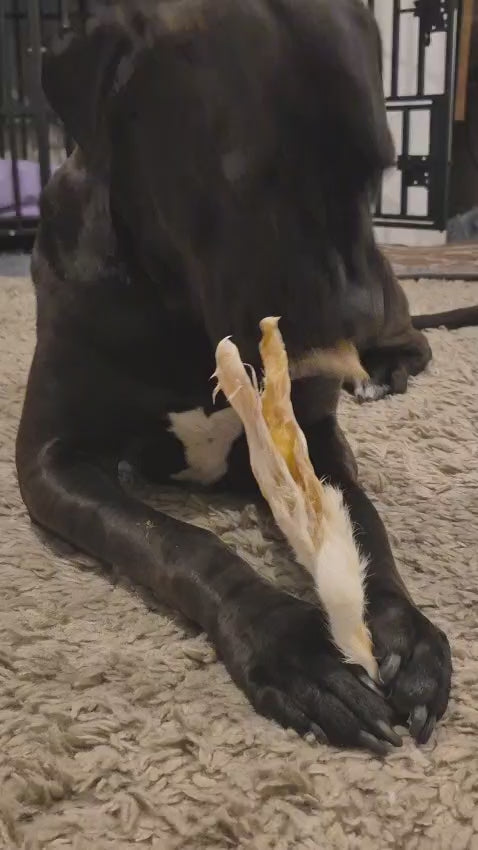 Cane corso eating rabbit ear