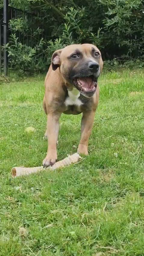Staffordshire bull terrier eating our Large Natural Beef Trachea 