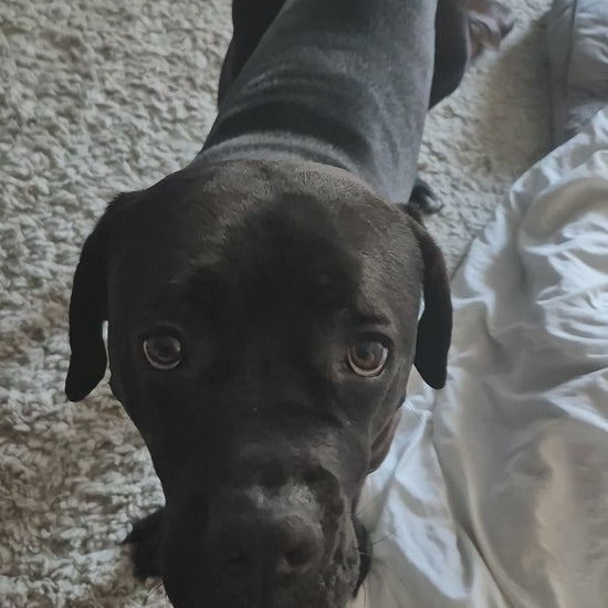 Cane Corso eating a Natural Air-Dried Duck Jerky  dog treat 