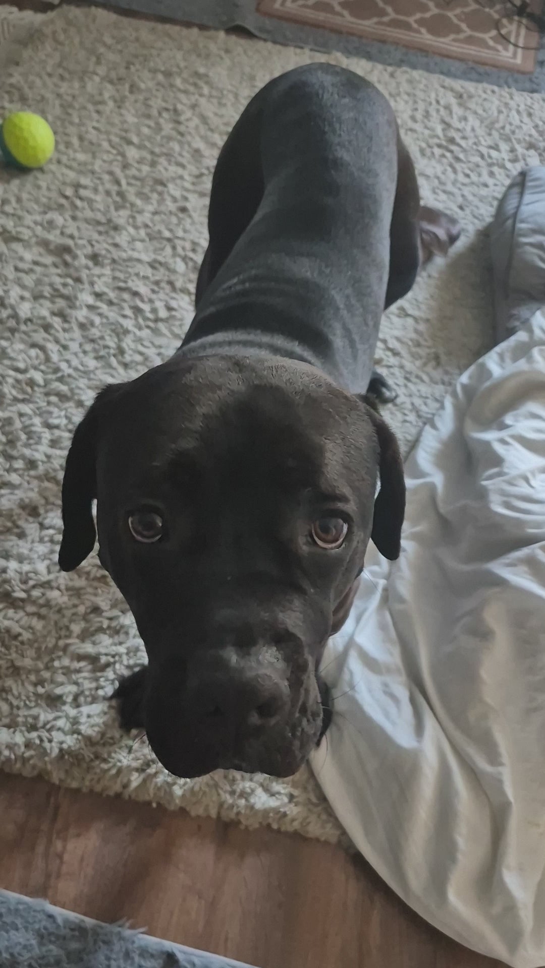 Cane Corso eating a Natural Air-Dried Duck Jerky  dog treat 