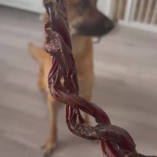 Large rescue dog eating a large twisted pizzle natural dog chew 