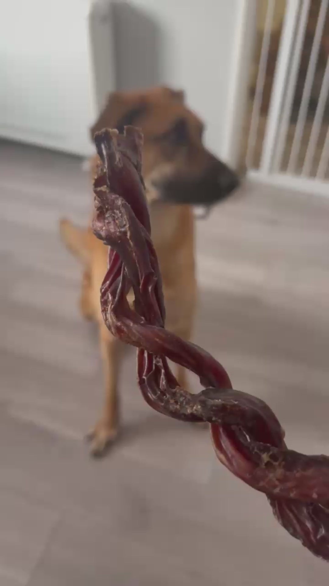 Large rescue dog eating a large twisted pizzle natural dog chew 