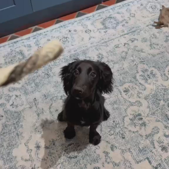 Cocker Spaniel Puppy enjoying a Natural Fish Skin Twist dog chew 