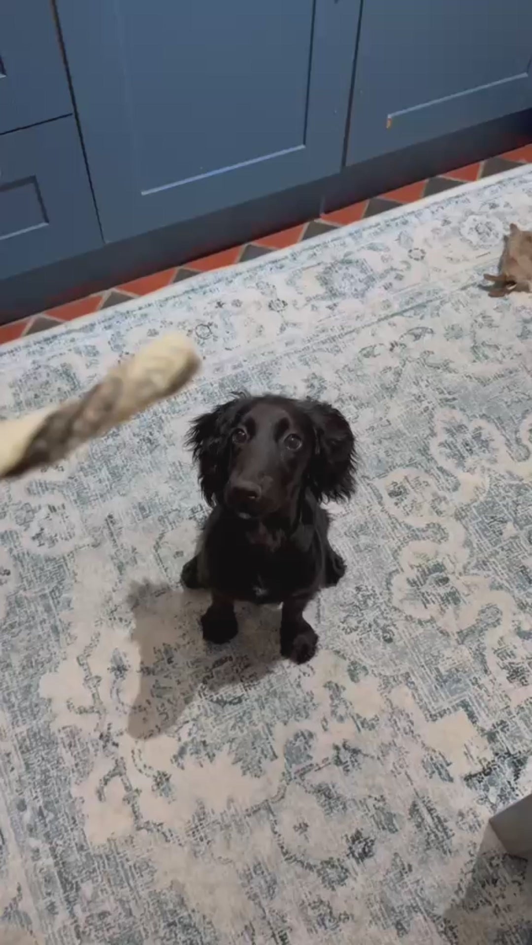 Cocker Spaniel Puppy enjoying a Natural Fish Skin Twist dog chew 