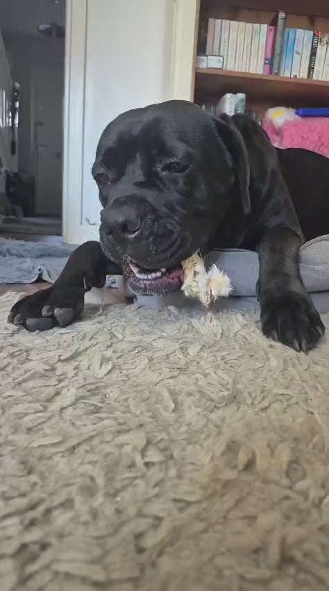 Cane Corso eating a Hairy Rabbit Ear Natural Dog Chew in a living room 