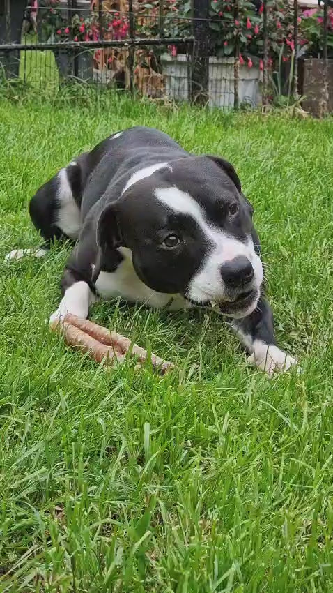 Staffordshire bull terrier eating a long lasting Natural Beef Trachea 