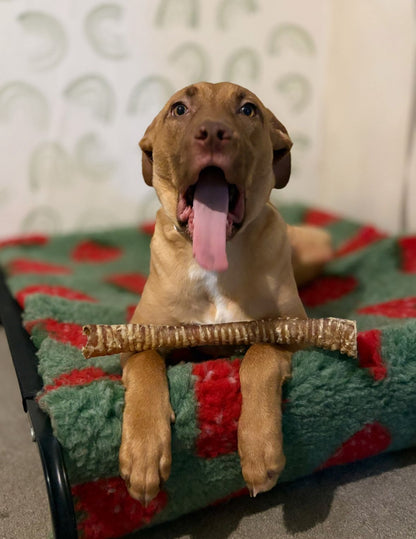 Dog sitting on a green and red blanket with a beef trachea chew toy in her mouth.