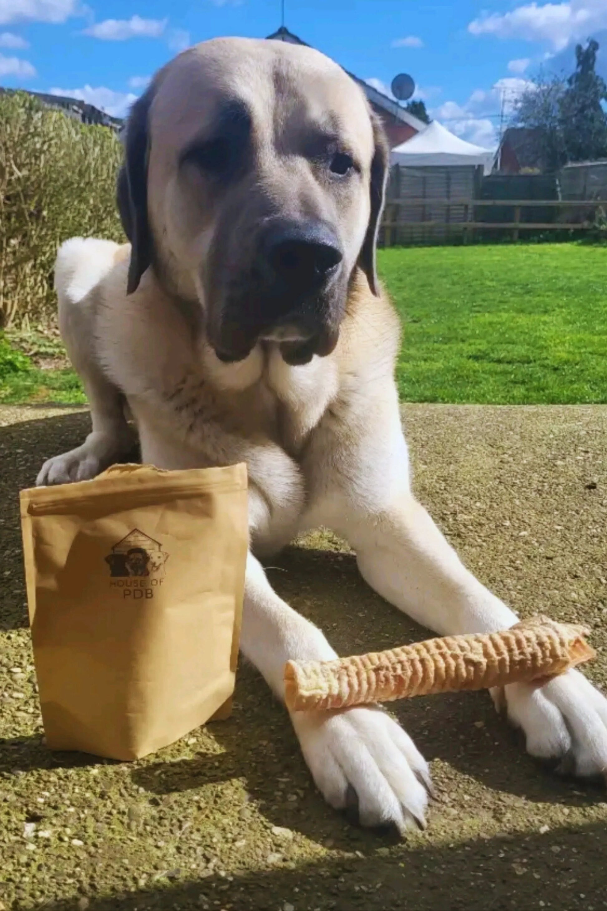 Beef Trachea - HOUSE OF PDB